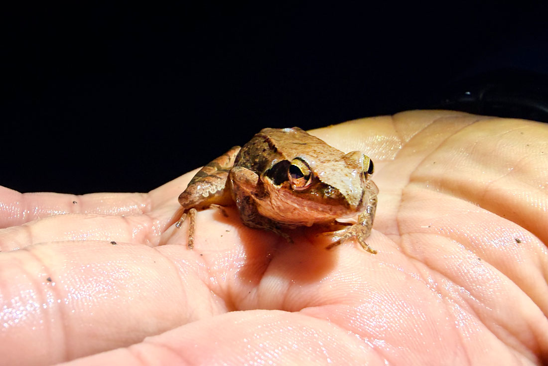 【新北】走進森林的祕密世界+親子森林生態探索營半日