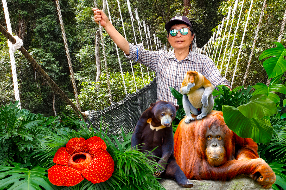 【砂拉越+沙巴+汶萊】婆羅洲深度生態全覽12日