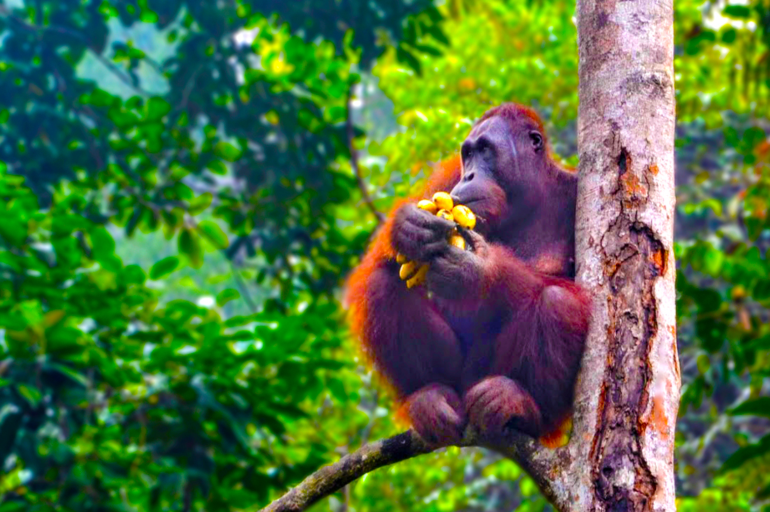 【沙巴+山打根】生態探秘森呼吸．雨林生態健行7日