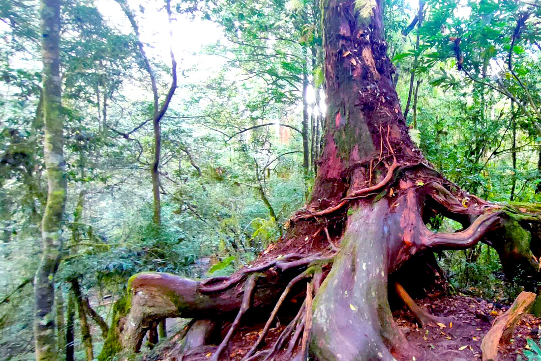 【新竹】第一道曙光照耀之地~鎮西堡神木群步道2日