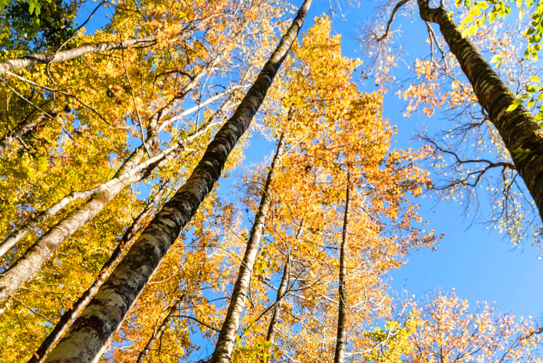 【新竹】秋季賞楓~霞喀羅古道(養老段)1日