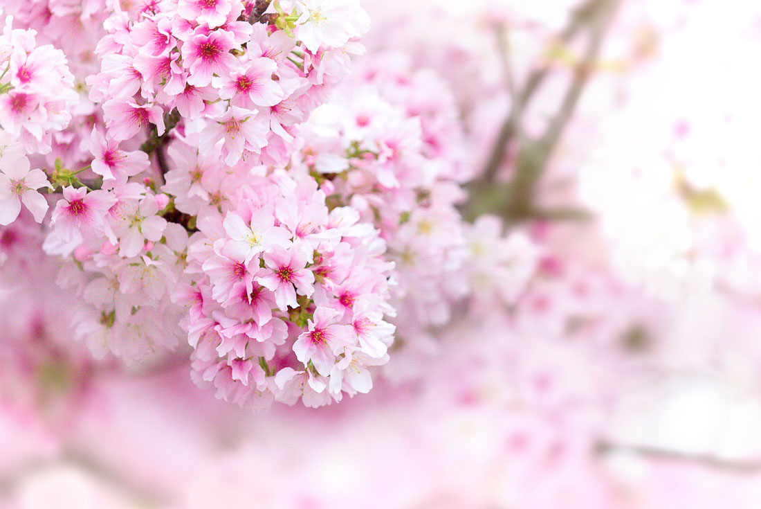 【南投】雲的故鄉~武界部落2日(櫻花季)