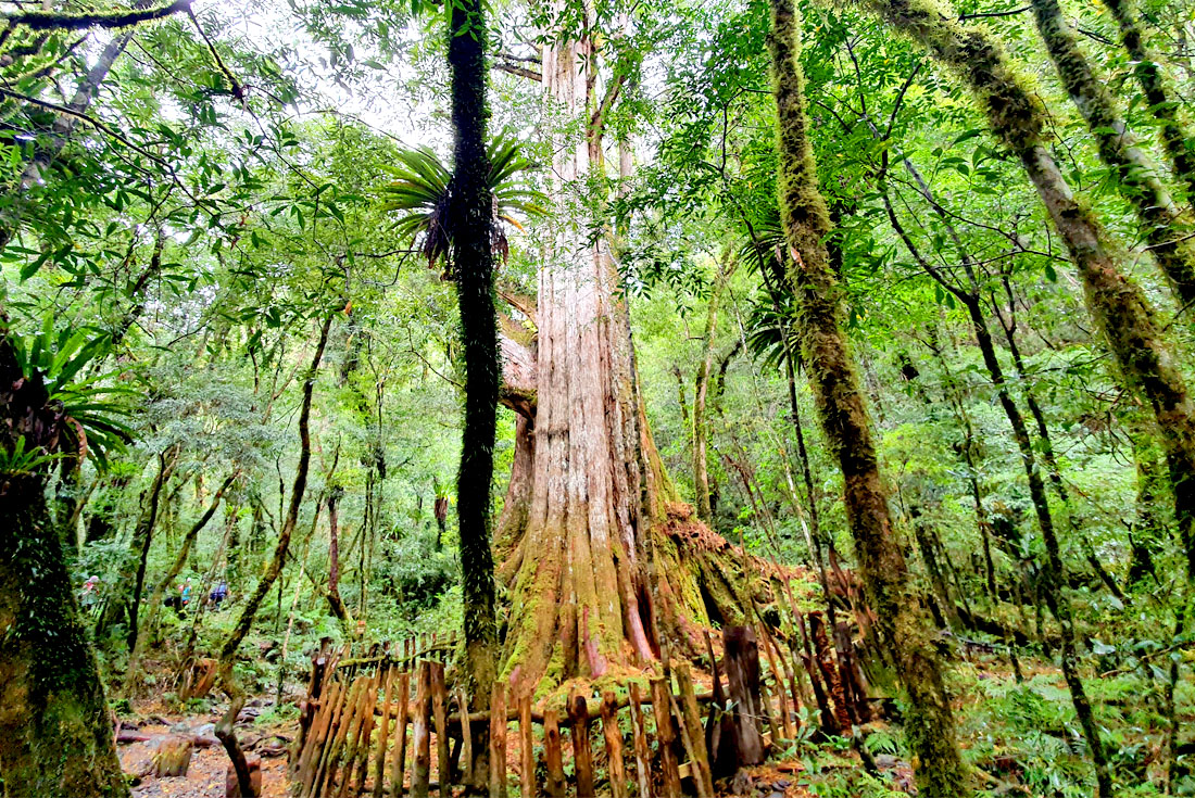 【新竹】楓染上帝的部落．司馬庫斯2日