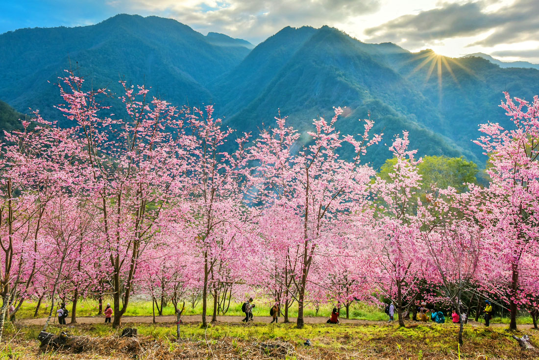  【新竹】2026上帝的部落．司馬庫斯櫻花季2日