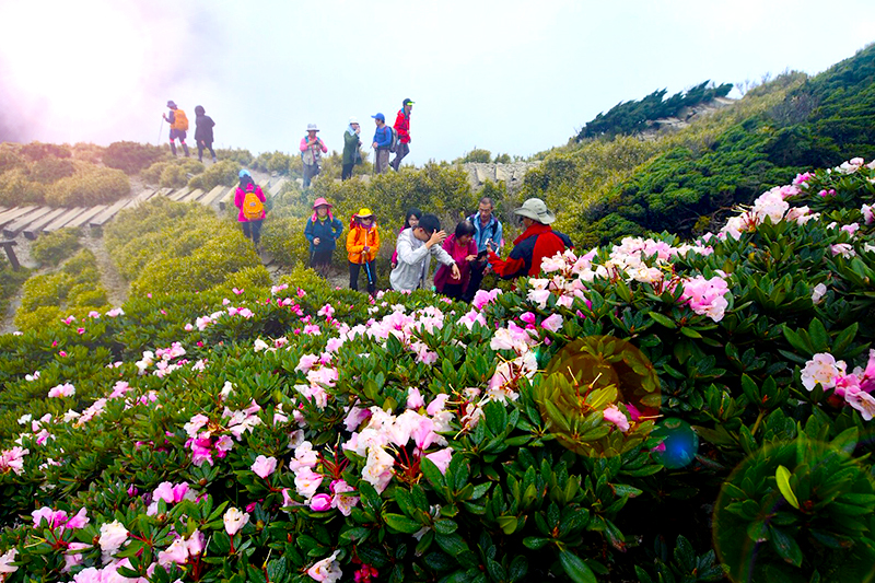  合歡山三座百岳‧賞高山杜鵑花季2日(台中出發)