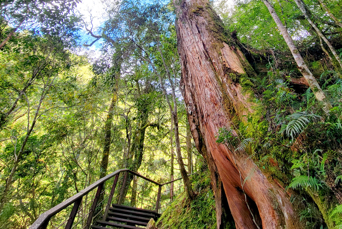 【桃園】拉拉山1日(台北出發)
