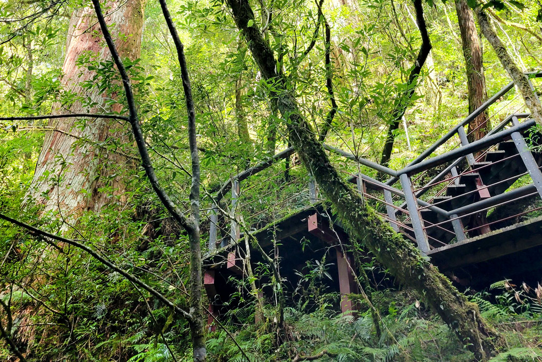 【桃園】拉拉山1日(台中出發)