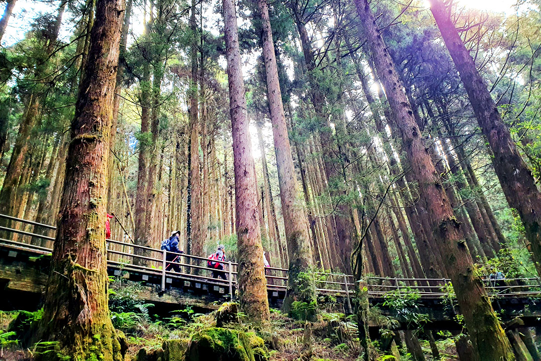 【嘉義】特富野古道．優遊吧斯鄒族文化部落2日(嘉義出發)