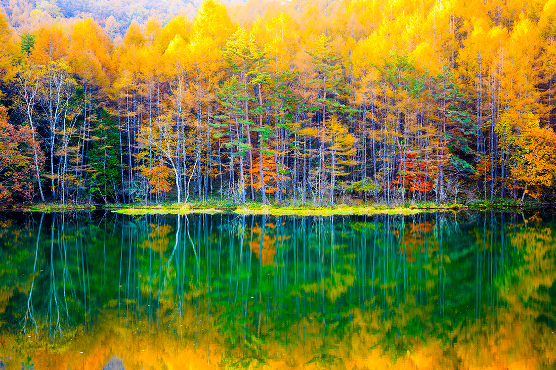 【日本中部】長野白樺湖紅葉森林療癒健走&觀星．長腳蟹．二溫泉5日