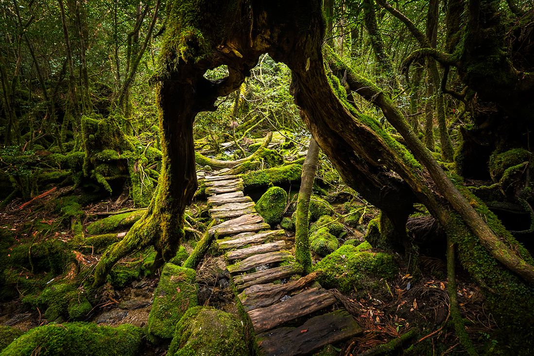 【日本九州】屋久島健走溫泉8日