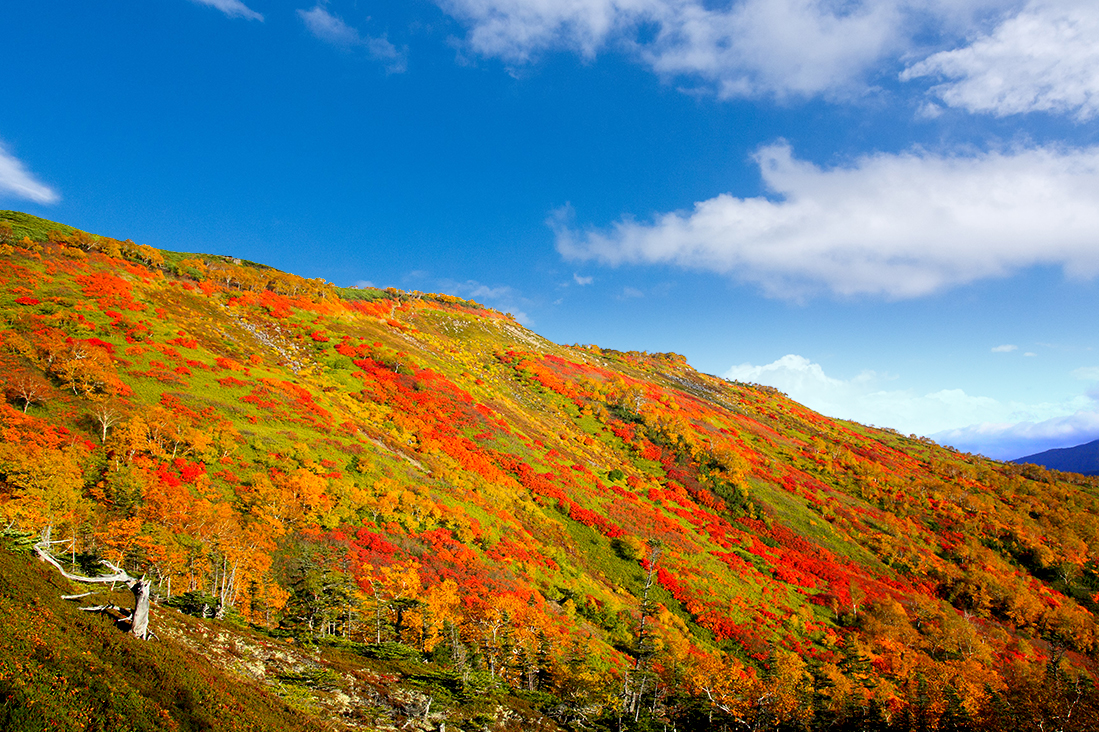 【日本北海道】旭岳 X 黑岳．雙纜車賞楓健走5日 