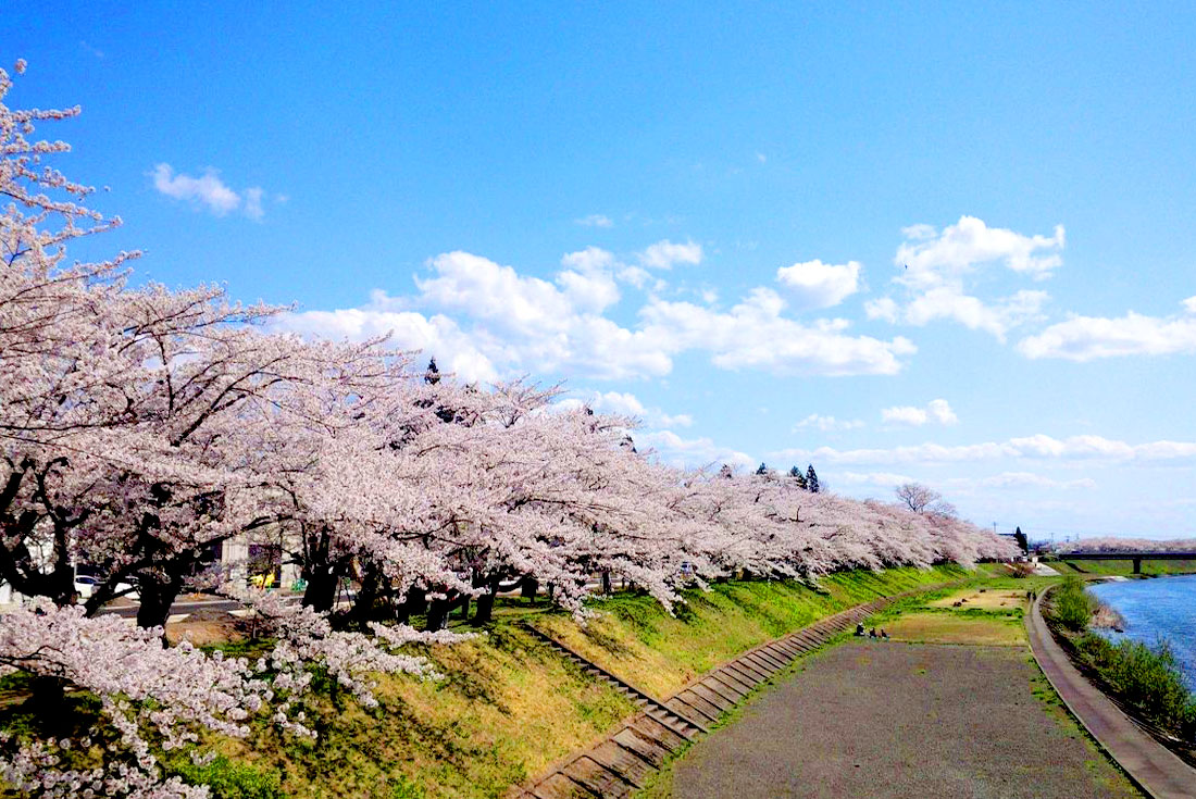 【日本東北賞櫻】八甲田山＆八幡平國家公園雪地健走~山上賞雪之迴廊．山下賞櫻．六溫泉8日