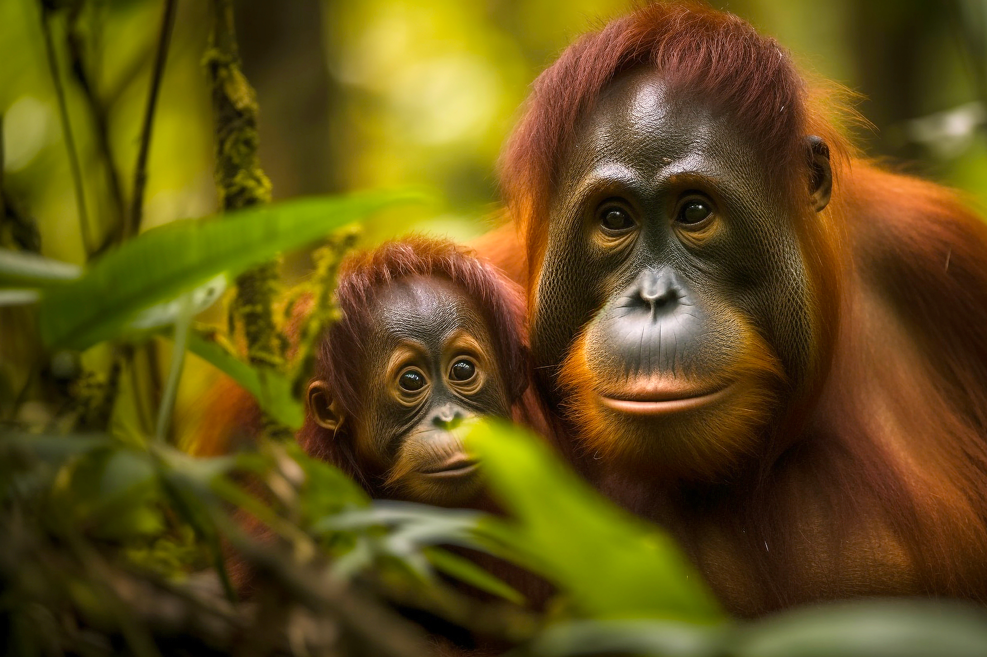 【馬來西亞．汶萊】婆羅洲二部曲~古晉+汶萊8日