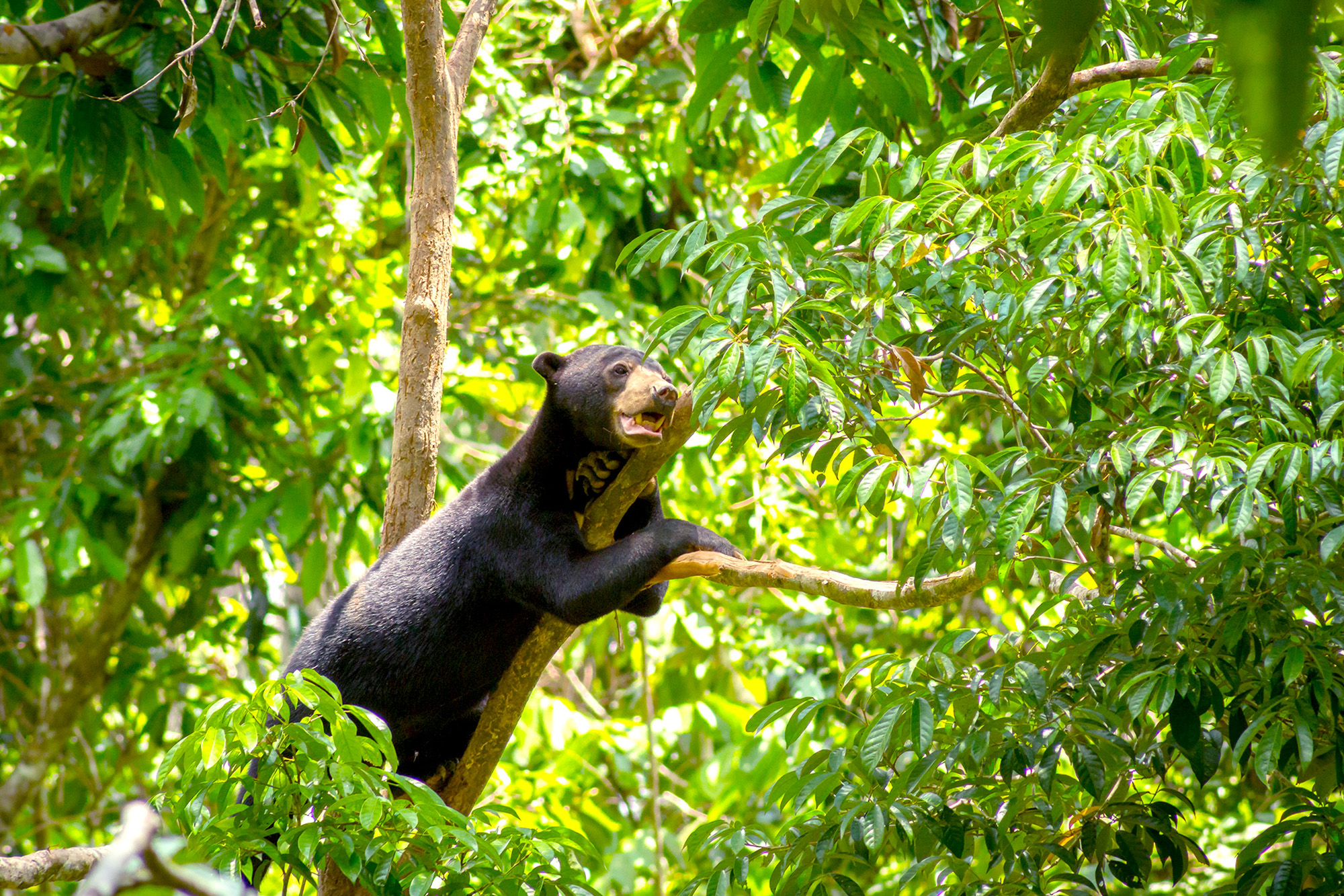【馬來西亞】沙巴山打根生態健行8日
