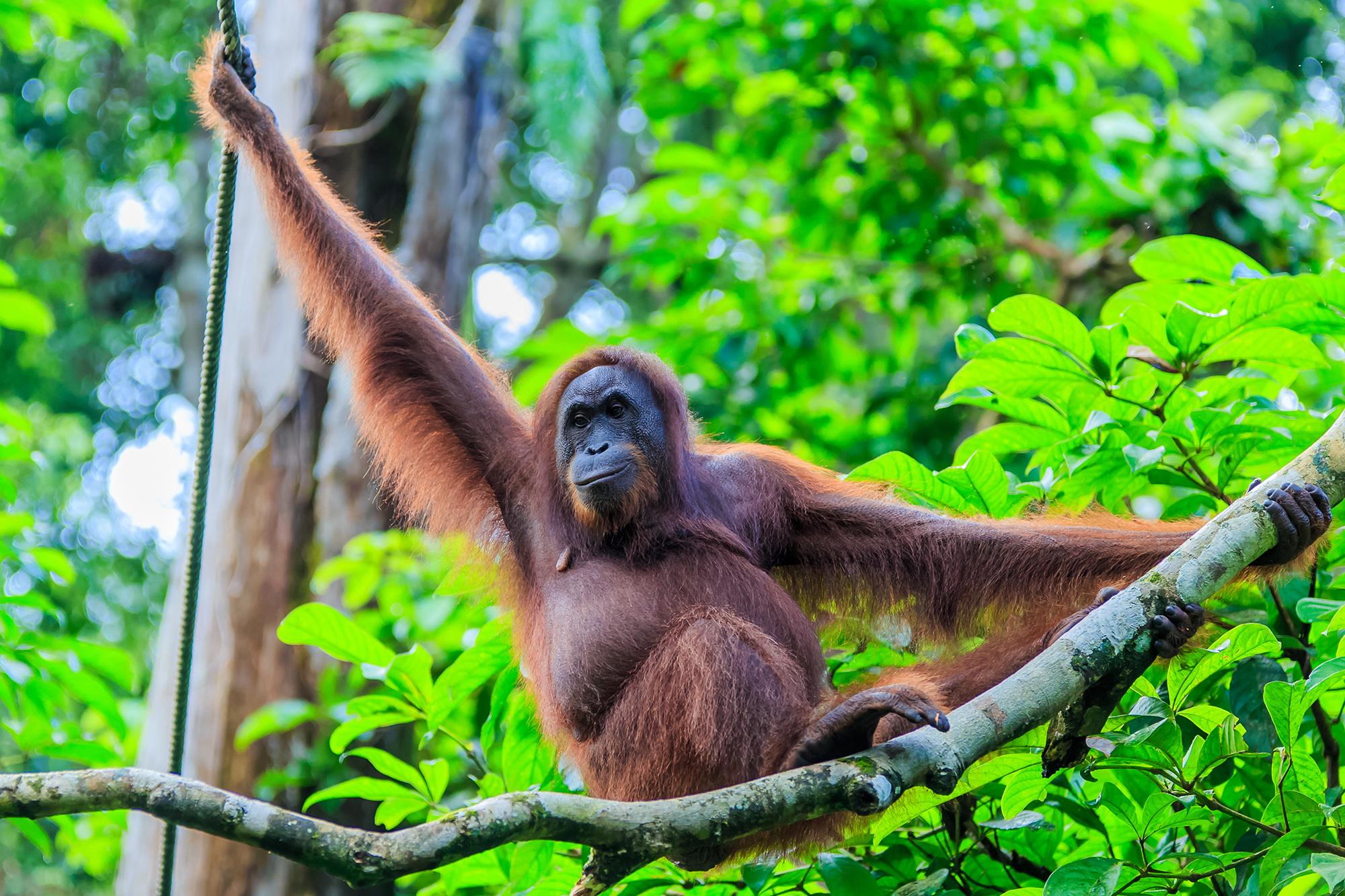 【馬來西亞】沙巴丹濃谷熱帶雨林生態之旅6日