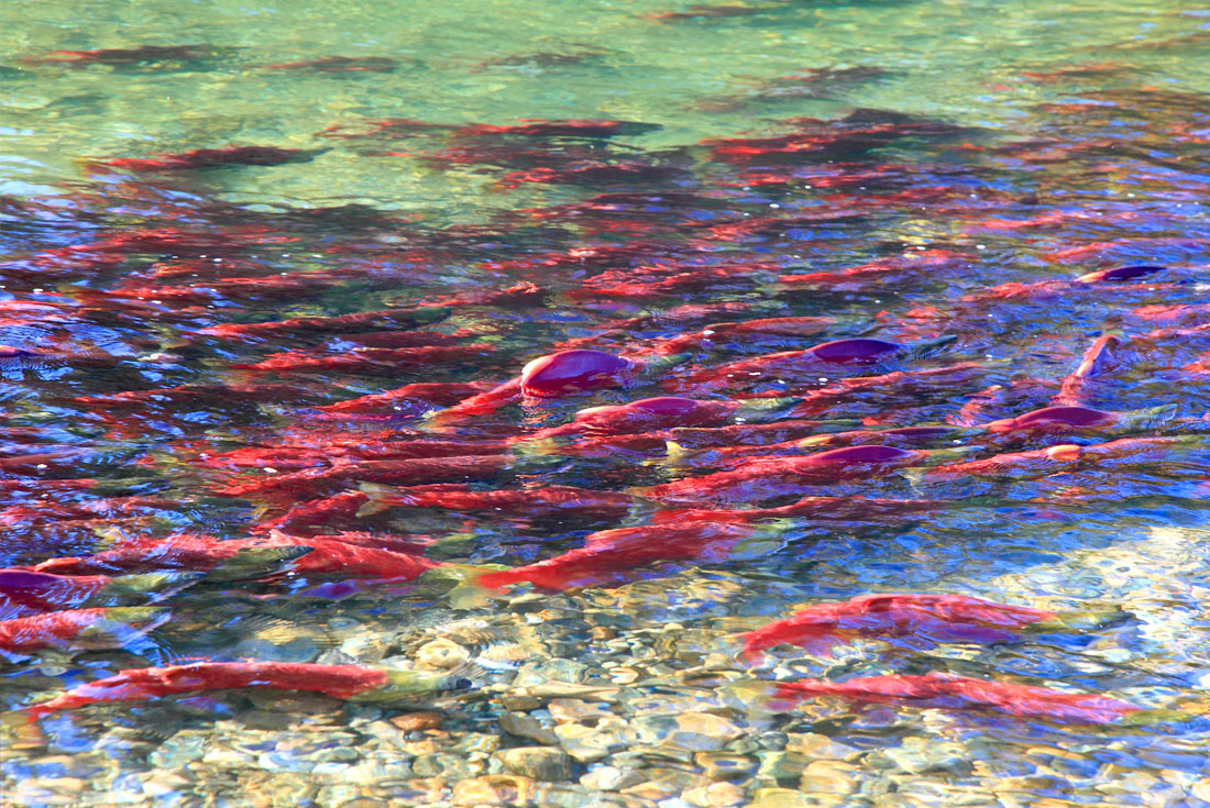 【加拿大賞楓】四年一度鮭魚返鄉洄游．洛磯山脈健行12日(入住班夫城堡1晚)