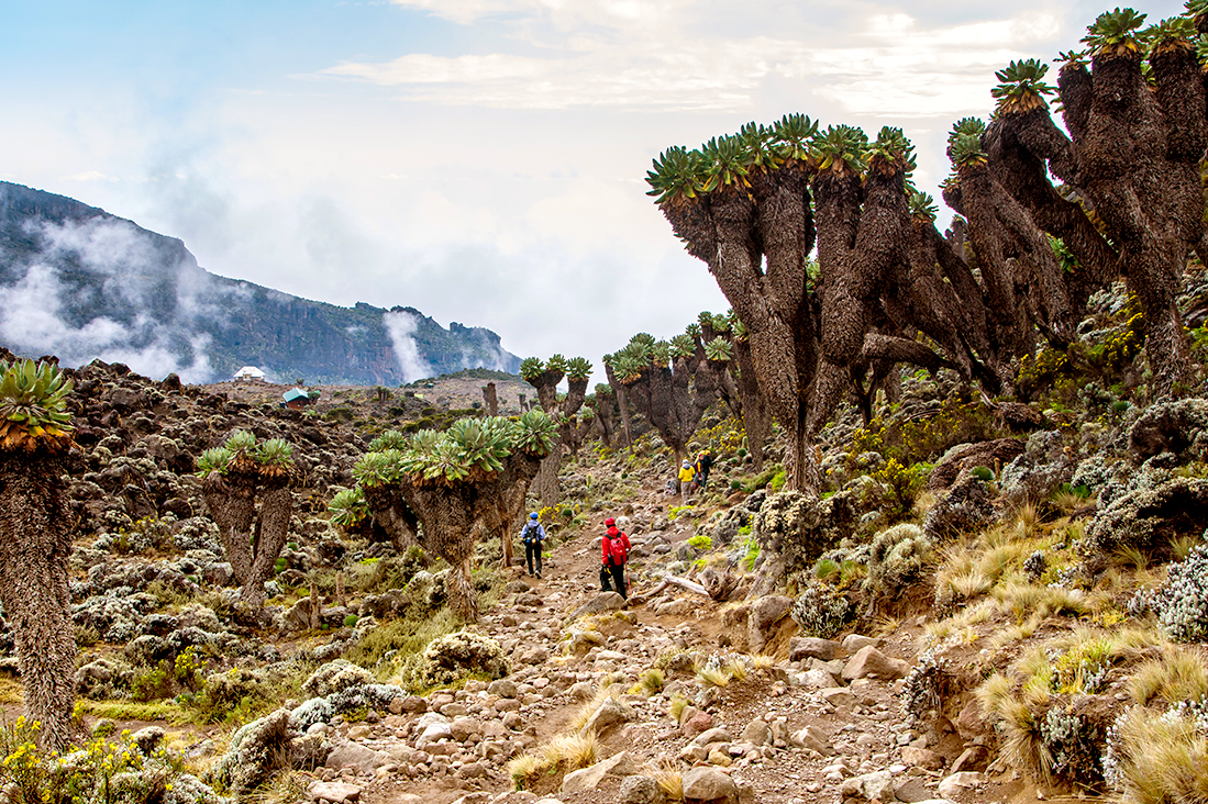 【非洲】挑戰第一高峰！吉力馬札羅山勇士登頂12日