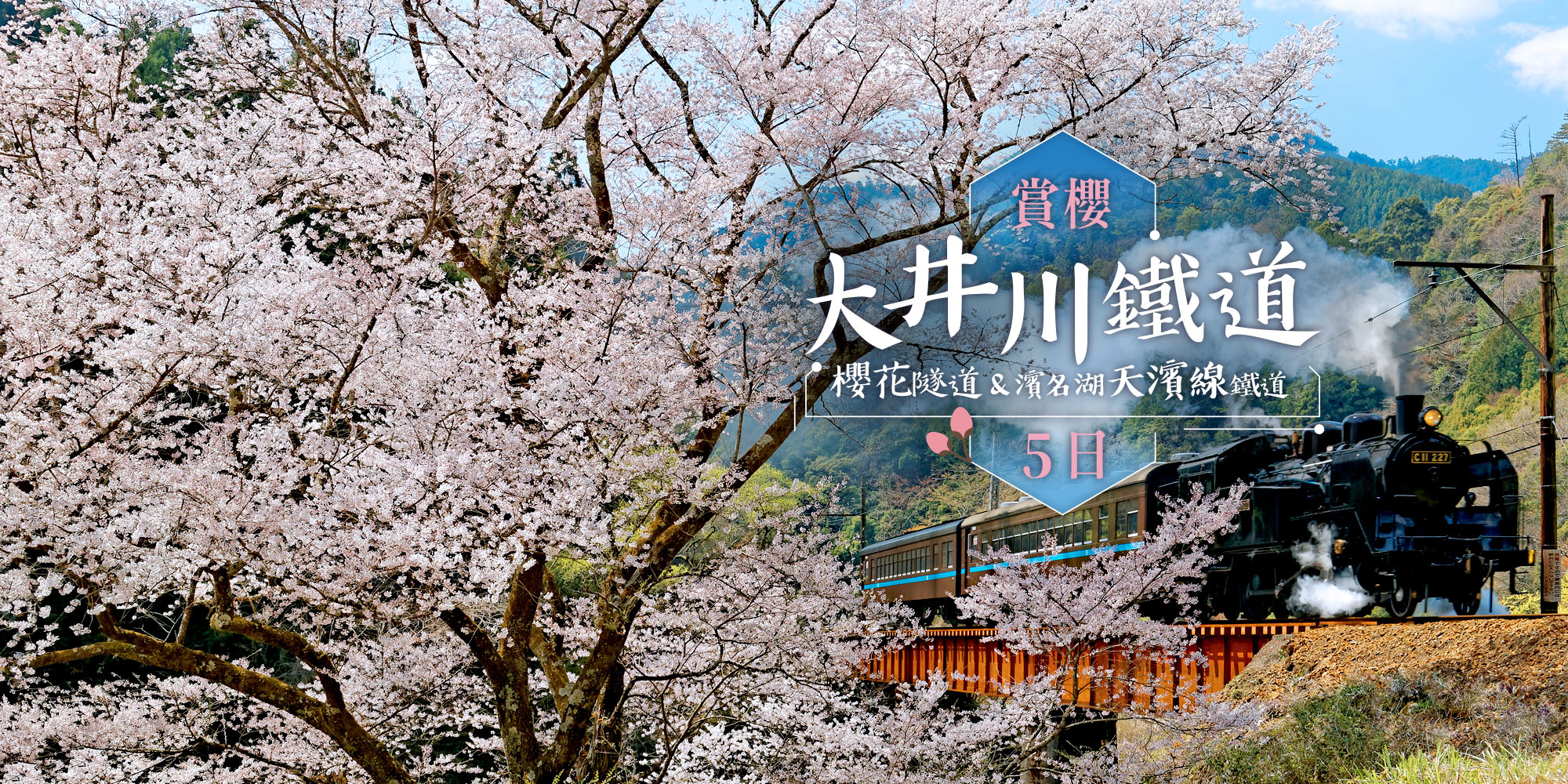 大井川賞櫻