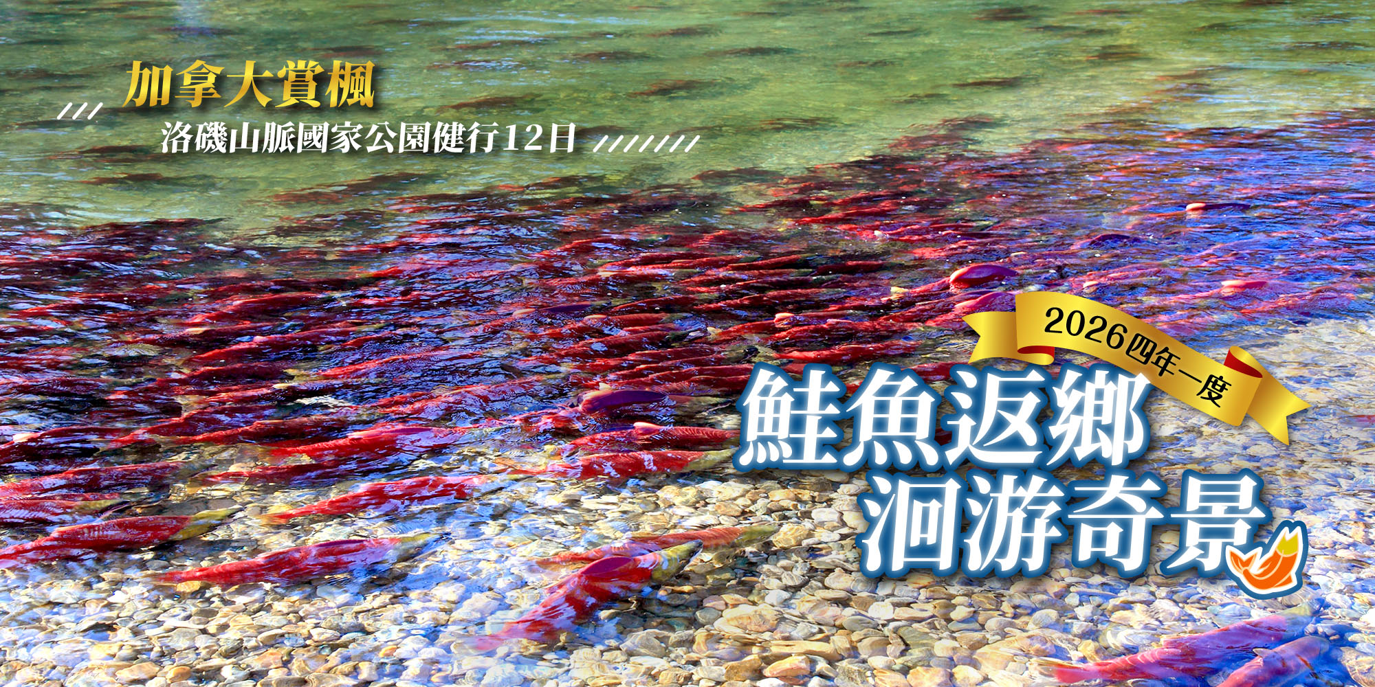 加拿大鮭魚洄游